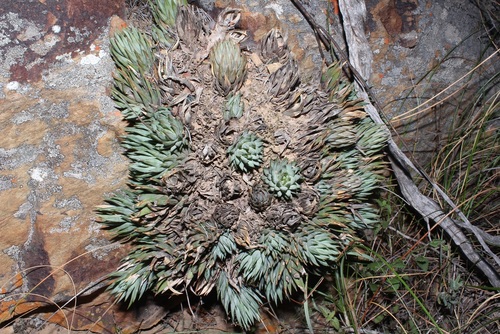 Haworthiopsis glauca