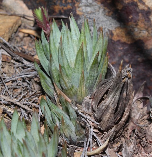 Image of Haworthiopsis glauca by (c) Brian du Preez, some rights reserved (CC BY-SA)