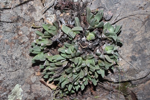 Image of Machairophyllum bijliae by (c) Brian du Preez, some rights reserved (CC BY-SA)