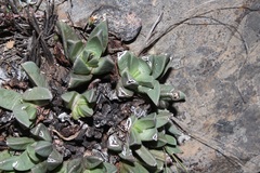 Machairophyllum bijliae