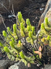 Dubautia menziesii, photograph (c) happyslug, some rights reserved (CC BY)