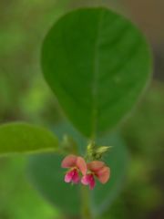 Indigofera trifoliata