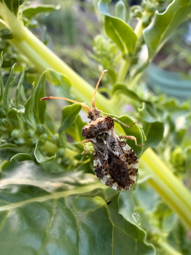 Leaf-footed bug photo 4