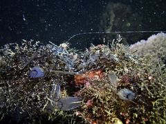 Heteropenaeus longimanus