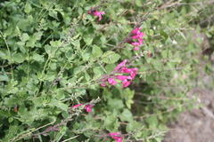 Salvia lemmonii