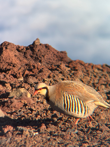 Chukar