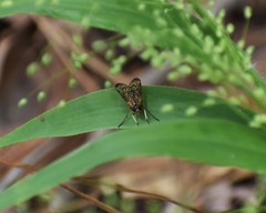 Rhagio albicornis