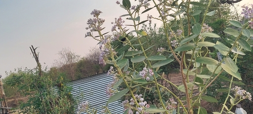 Purple Sunbird
