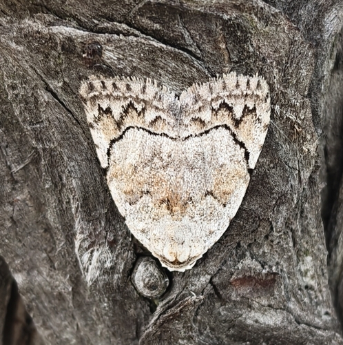 Melanographia flexilineata