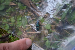 Pseudoxycheila tarsalis