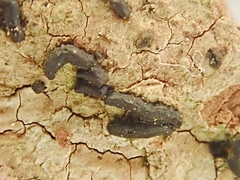 Hysterium pulicare