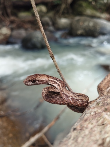 Psammodynastes pulverulentus