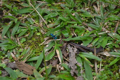 Pseudoxycheila tarsalis