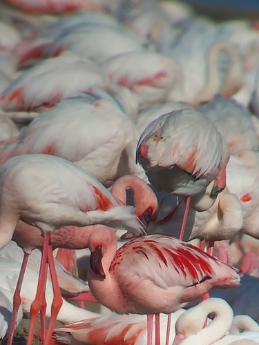iNaturalist image