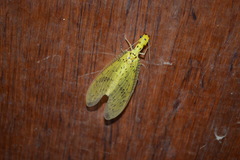 Chloronia mirifica