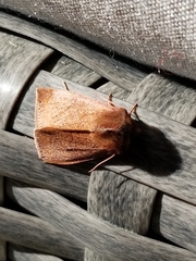 Orthosia transparens