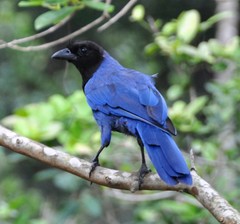 Cyanocorax caeruleus