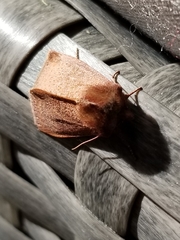 Orthosia transparens