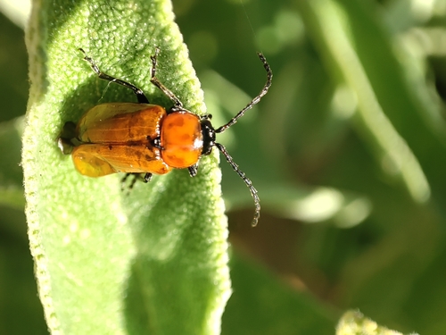 Daffodil Leaf-beetle