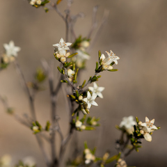 Cryptandra hispidula