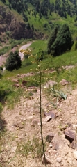 Eremurus soogdianus