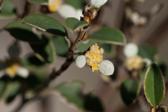 Spyridium thymifolium