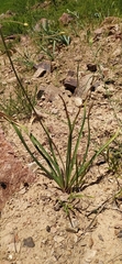 Eremurus soogdianus, photograph Алексей Ябс, CC0, iNaturalist via GBIF