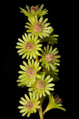 Homalium deplanchei