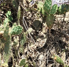 Opuntia elatior