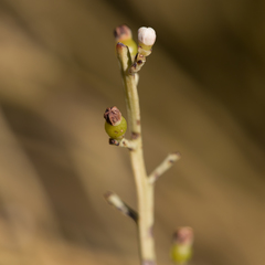 Choretrum glomeratum