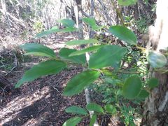 Glochidion billardierei