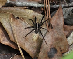 Schizocosa crassipes