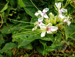 Clerodendrum umbellatum, photograph (c) Philippe Hornus, some rights reserved (CC BY)