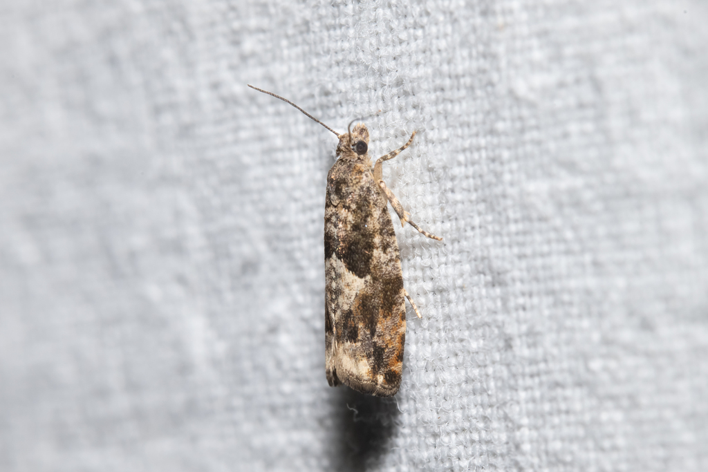 Common Birch Bell