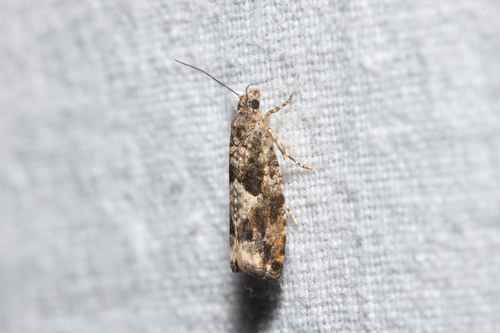 Common Birch Bell