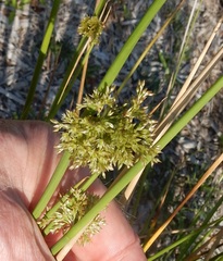 Juncus effusus solutus