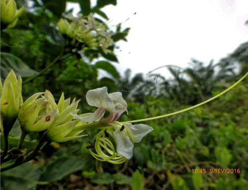 Clerodendrum umbellatum, photograph 6
