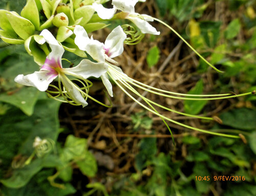 Clerodendrum umbellatum, photograph 4
