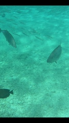 Caranx