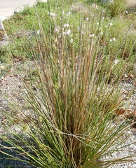 Juncus effusus solutus