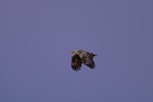 White-tailed Eagle