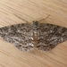 Ringed Bark Moth - Photo (c) Donald Hobern, some rights reserved (CC BY)