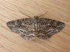 Ringed Bark Moth - Photo (c) Donald Hobern, some rights reserved (CC BY)