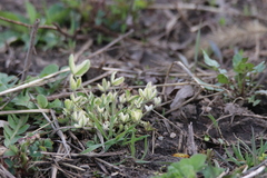 Baptisia bracteata