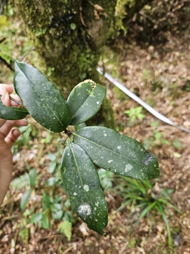 Quercus sessilifolia, photograph 2