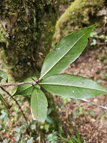 Quercus sessilifolia, photograph 3