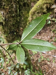 Quercus sessilifolia, photograph (c) Yu-Chang Chen, some rights reserved (CC BY)