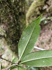 Quercus sessilifolia, photograph (c) Yu-Chang Chen, some rights reserved (CC BY)