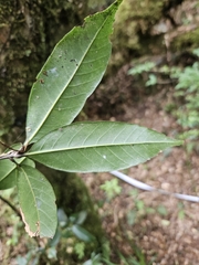 Quercus sessilifolia, photograph (c) Yu-Chang Chen, some rights reserved (CC BY)
