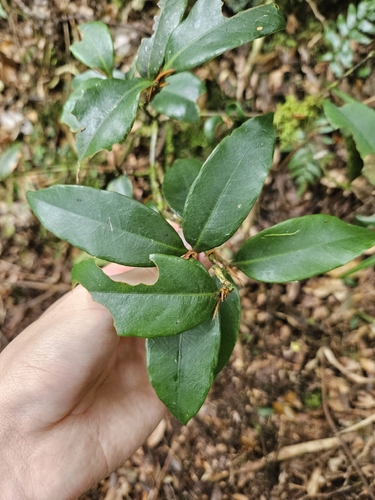 Quercus sessilifolia, photograph 6